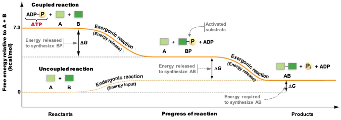 Endergonic reaction made exergonic by coupling with ATP