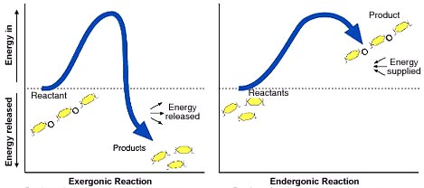 Graph of endergonic and exergonic reactiions