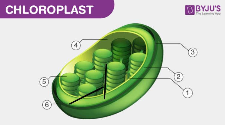 Unlabeled diagram of chloroplast