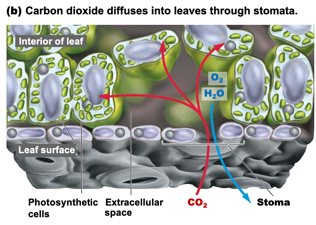 Cross-section of leaf
