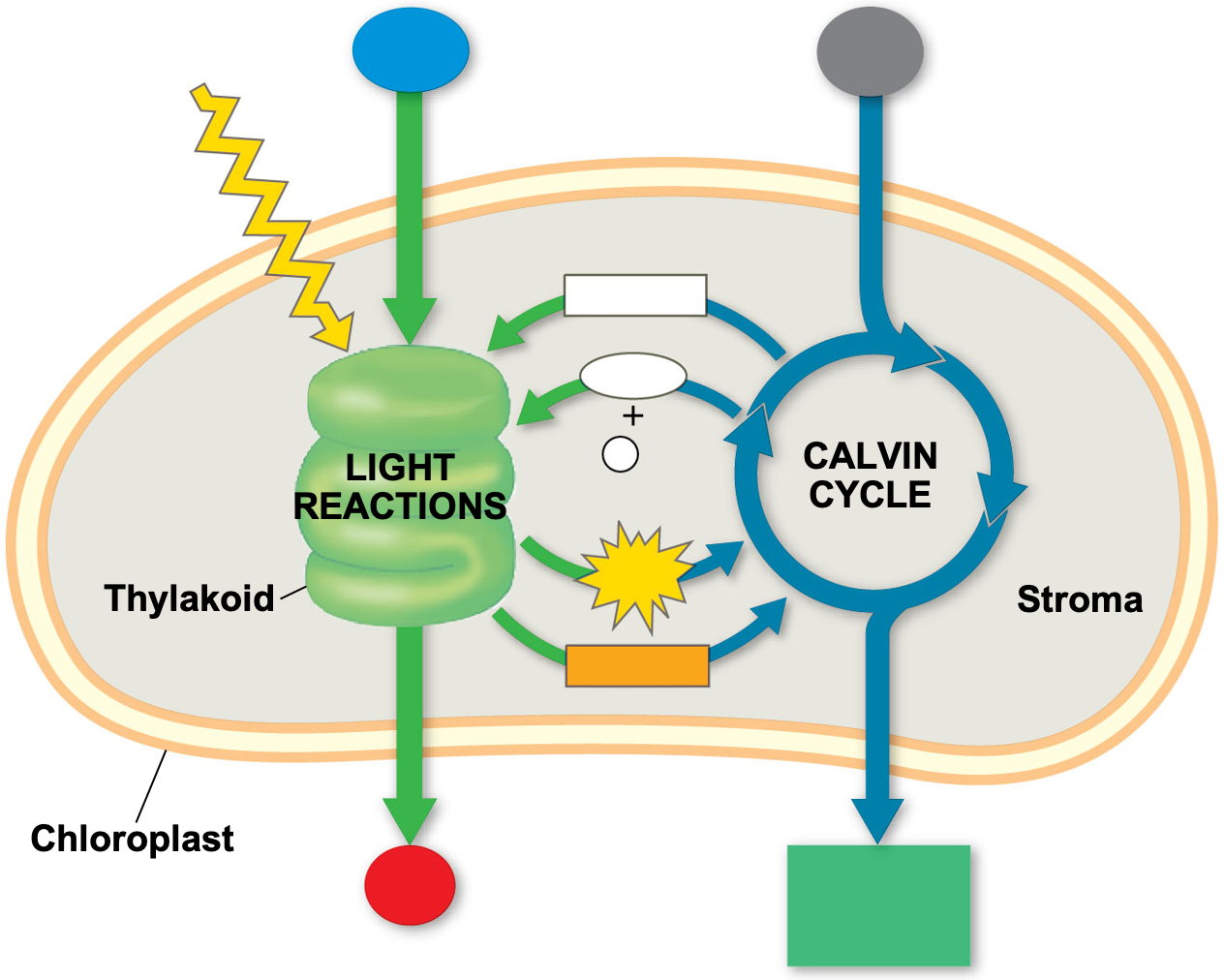 Photosynthesis summary