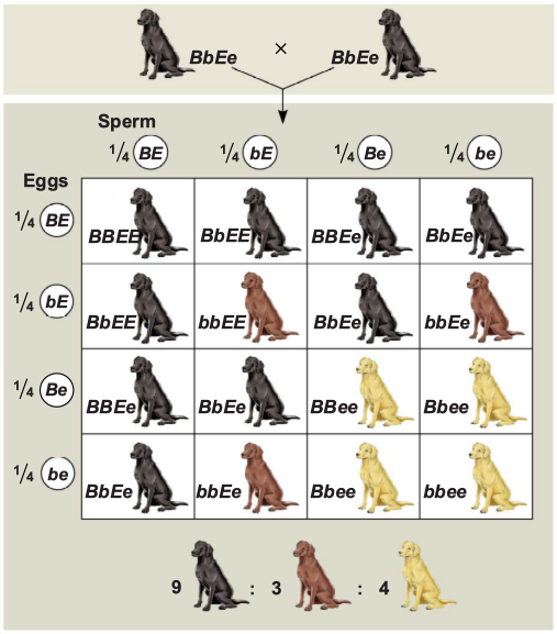 Epistasis in labrador retrievers