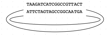Plasmid Map